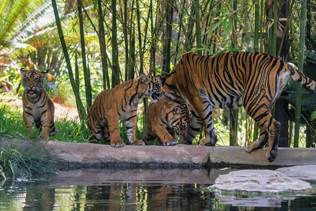 san diego zoo exhibits