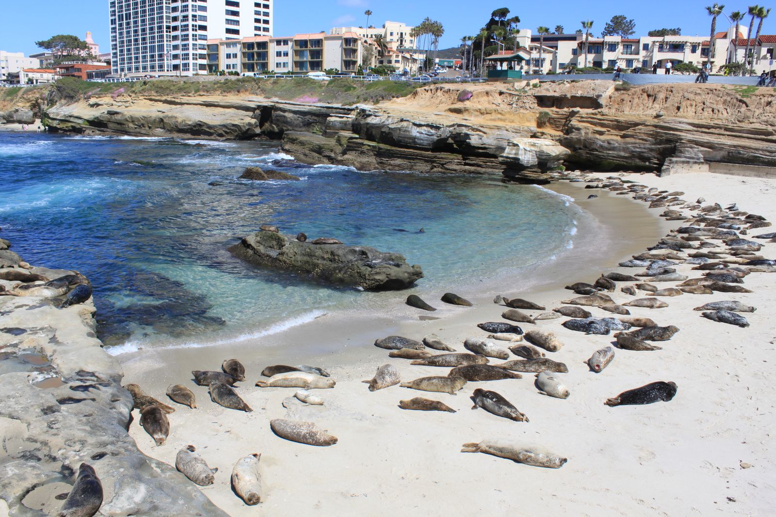 Seals at Children's Pool in La Jolla fight for their place on the sand