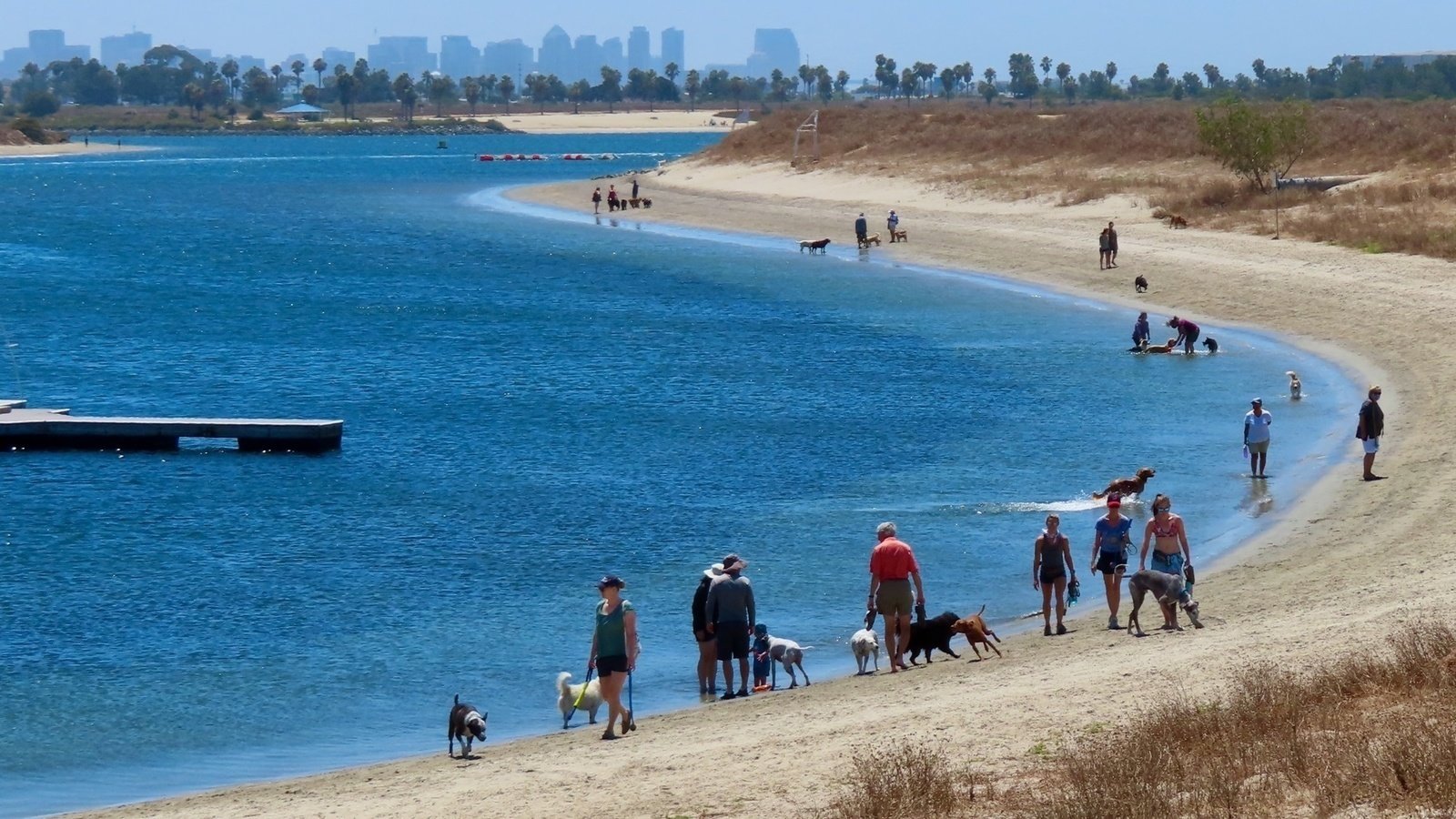 are dogs allowed at the beach in san diego