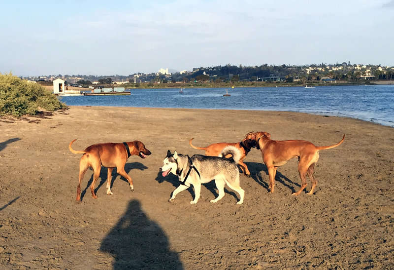 Fiesta Island Dog Park