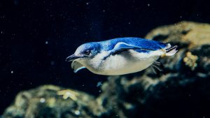 Name Little Blue Penguin Birch Aquarium