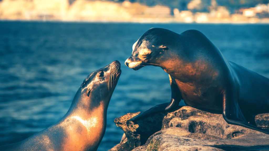 San Francisco Seals mascot was a real sea lion