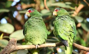 Green parrots in La Jolla