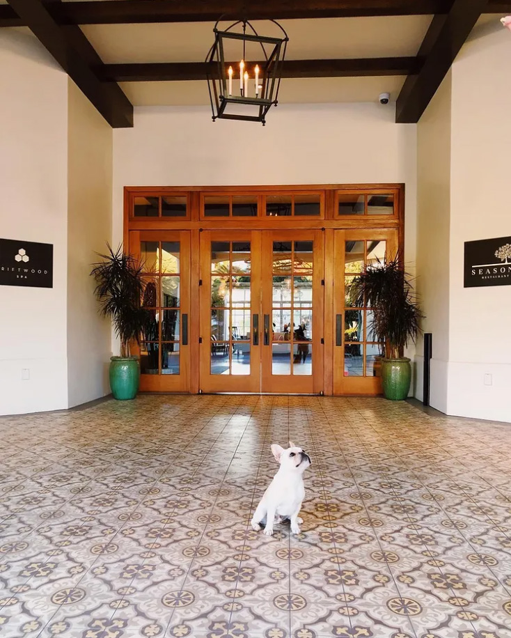 Pet Friendly Hotels San Diego: Hotels for Your Dog and Cat - Thrillist