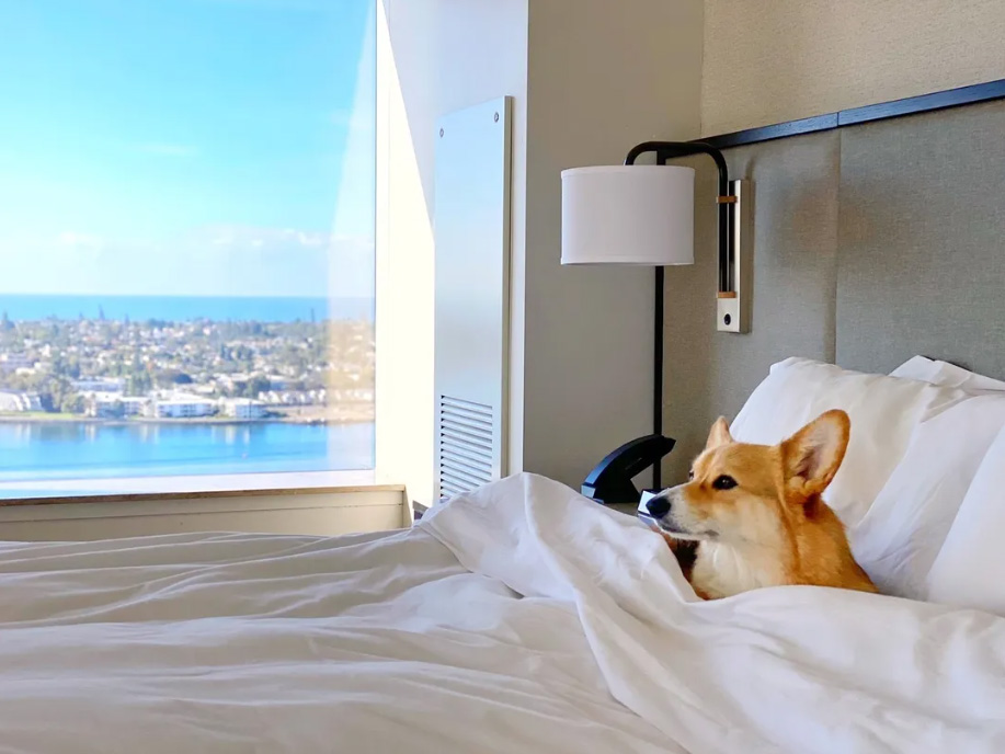 Pet Friendly Hotels San Diego: Hotels for Your Dog and Cat - Thrillist