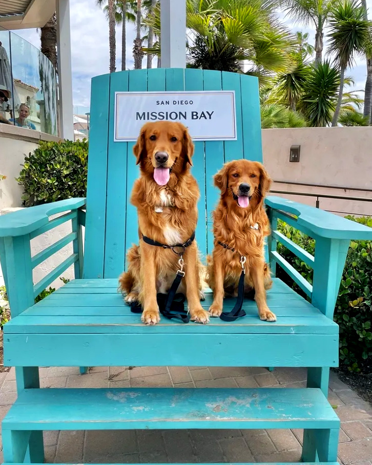 Pet Friendly Hotels San Diego: Hotels for Your Dog and Cat - Thrillist