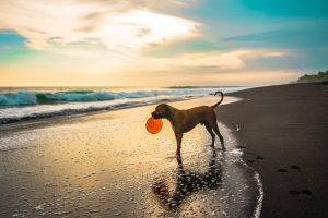 Dog at La Jolla beach