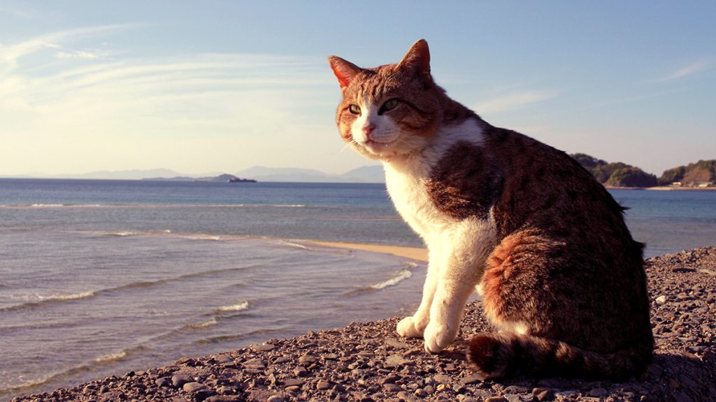 Cat Boarding San Diego