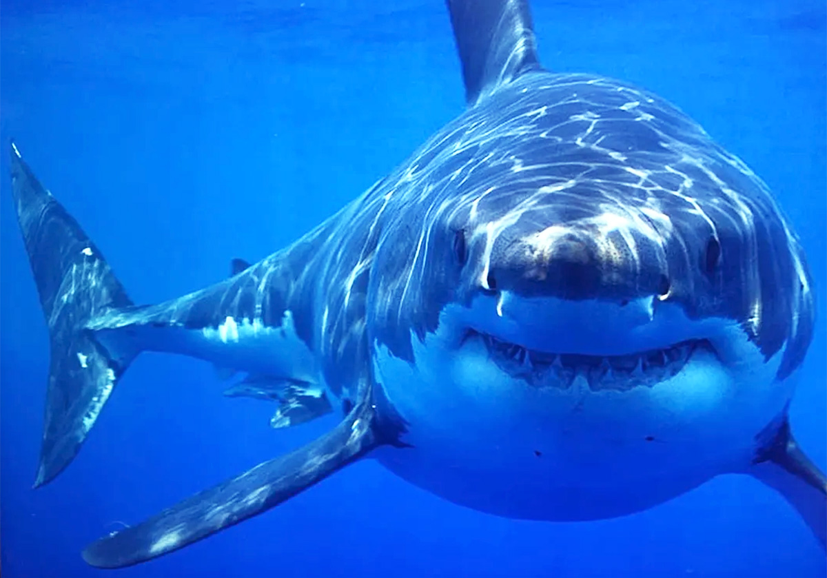 The Great White Sharks of San Diego Learning About the Ocean's