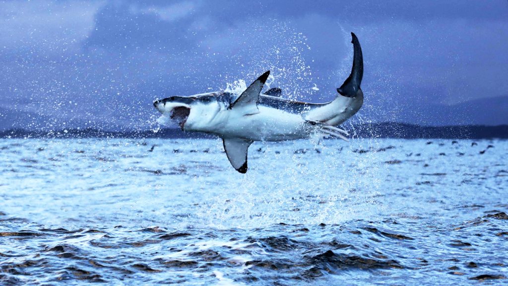 Great White Sharks in San Diego