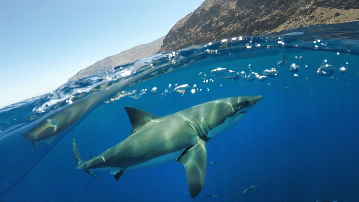 The Great White Sharks of San Diego Learning About the Ocean's