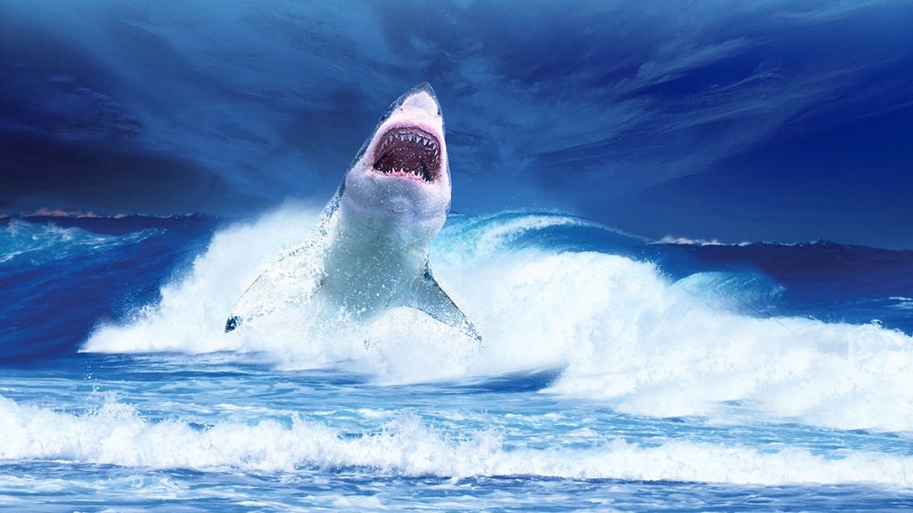 Guide To Great White Sharks in California