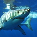 Guide To Great White Sharks in California