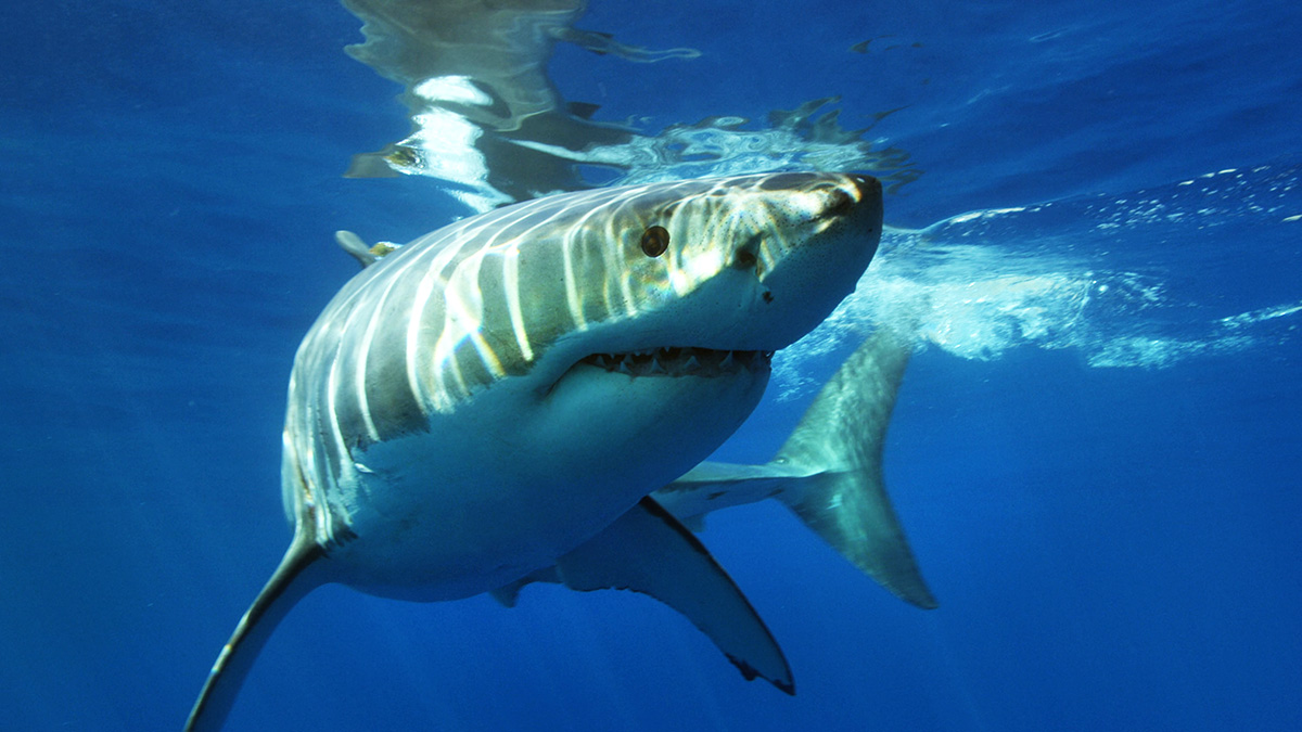 great white shark tours california