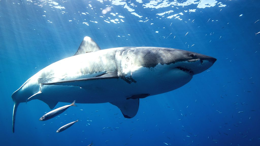 Guide To Great White Sharks in California