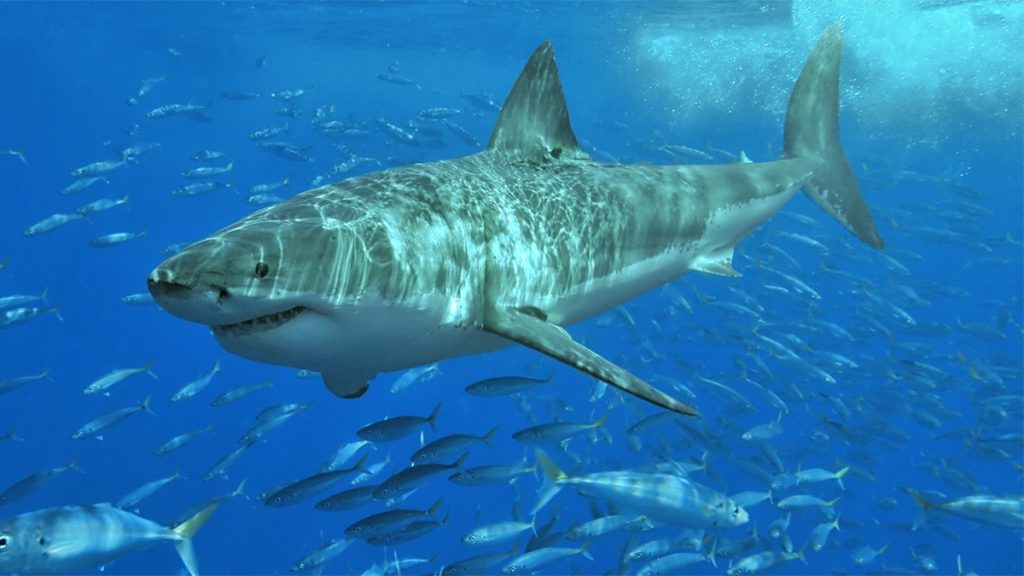 Guide To Great White Sharks in California