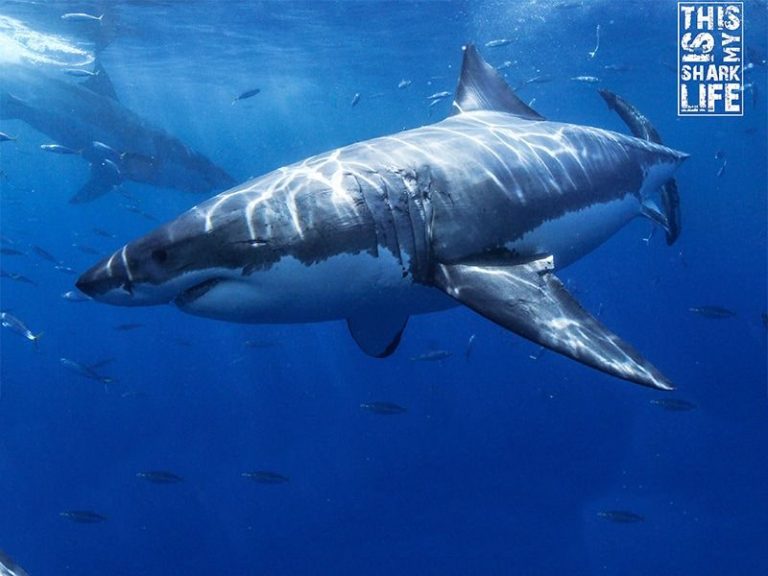 Top 5 Places To Go Cage Diving with Great White Sharks in San Diego ...