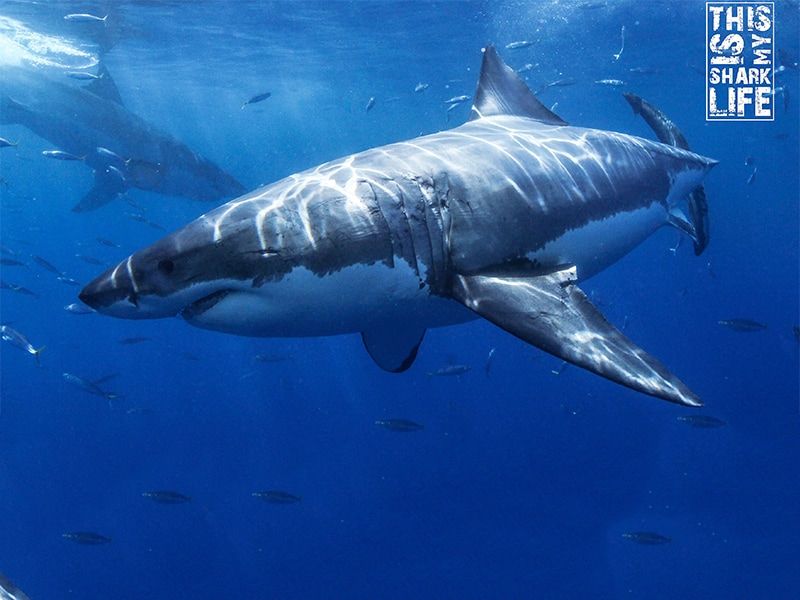 Top 5 Places To Go Cage Diving with Great White Sharks in San Diego