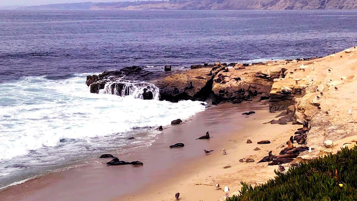 Point La Jolla, San Diego's Sea Lion Spotting Beach, Will Close to the  Public — Here's Why