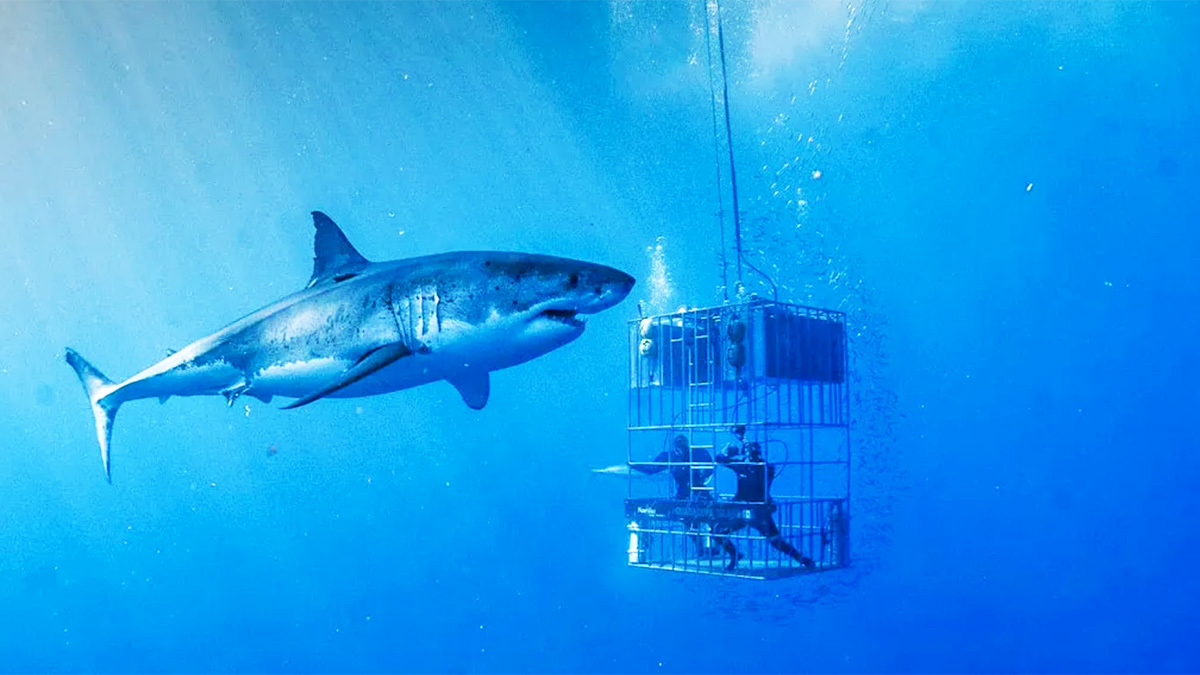 Deep Sea Diving With Sharks