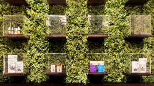 Side Effects of CBD in Elderly - Cannabist Dispensary