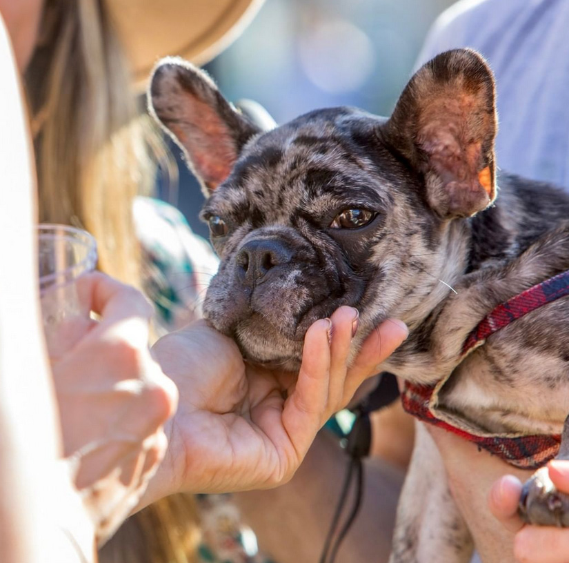 La Jolla Wine and Art Festival