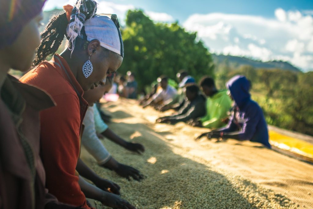 Ethiopian coffee production