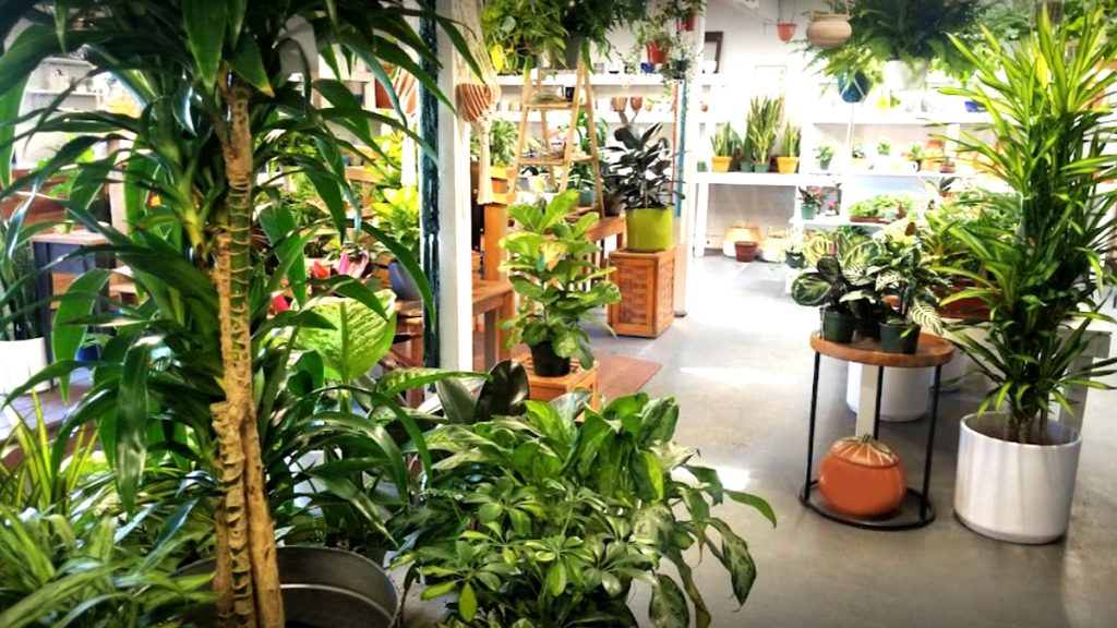 Best Houseplants for Your San Diego Home