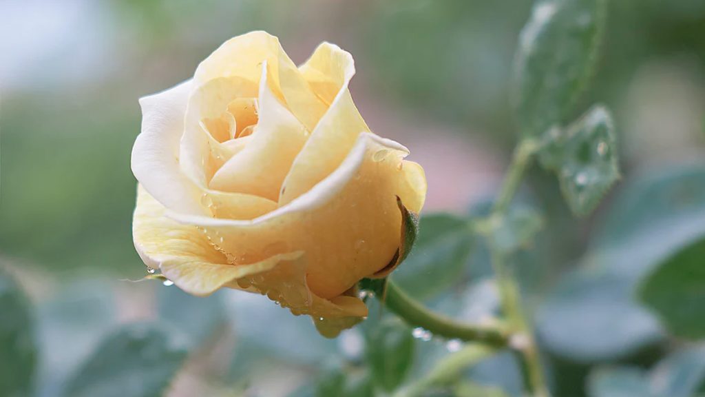 Tips to plant a beautiful rose garden