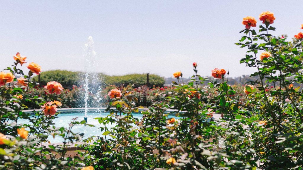 Rose Garden in San Diego