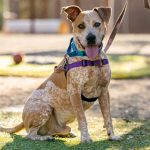 Reduce Pet Anxiety During Your San Diego Vacation