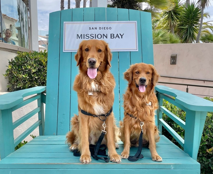 Reducing Pet Anxiety During Your San Diego Vacation