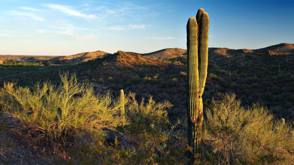 San Diego to Phoenix Road Trip Hassayampa River Preserve