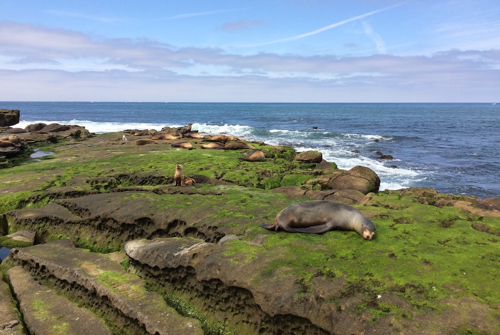 La Jolla's Seal Problem 