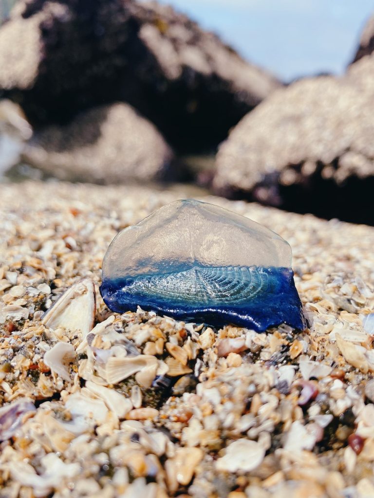 The blue bottles are coming, but what exactly are these creatures?