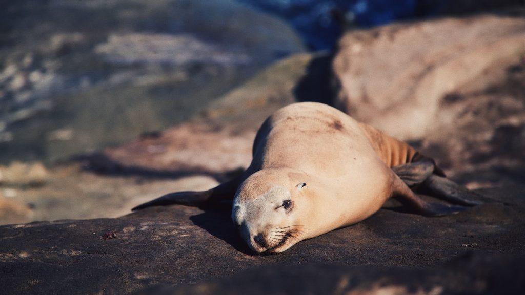 Point La Jolla - Seasonal Closure, Parks & Recreation