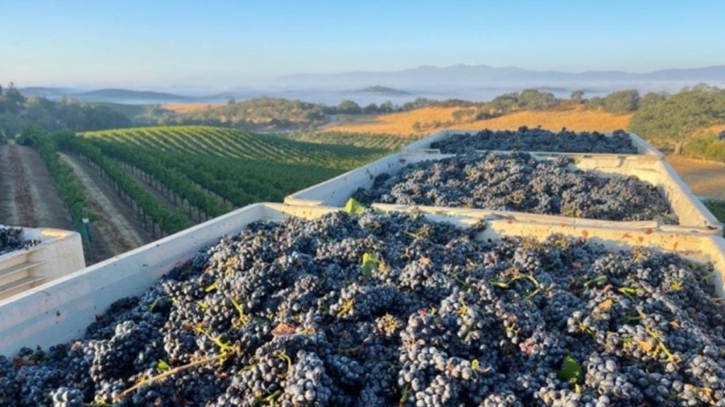 Central Coast Wineries Guide: A Must-Read for Wine Lovers LaJolla.com