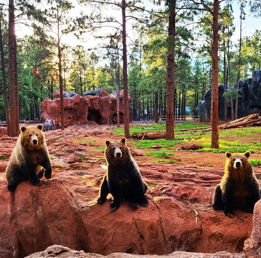 Things to do in Arizona Bearizona Wildlife Park