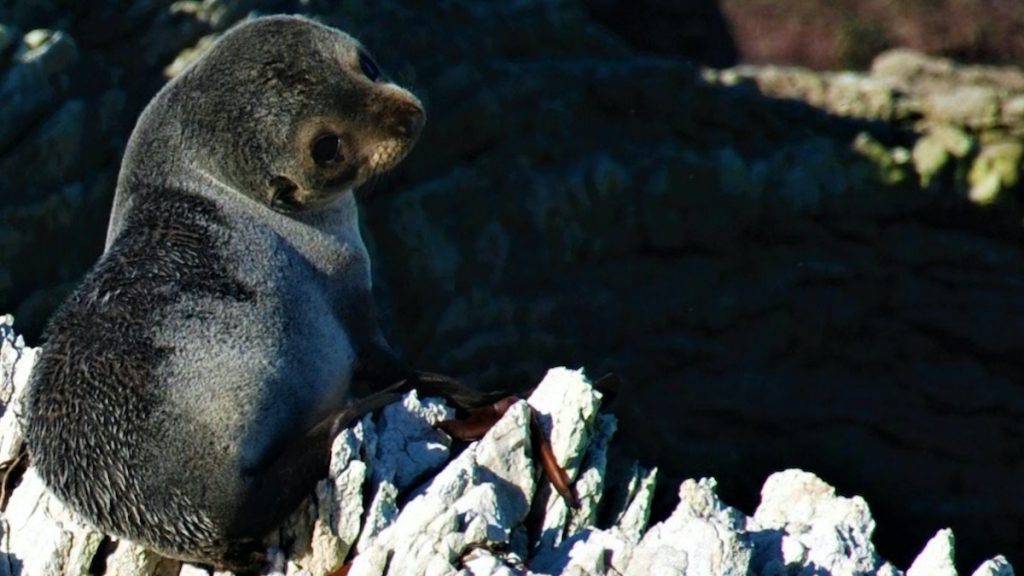 Video Shows Sea Lions Chase Beachgoers at La Jolla Cove in San Diego,  California