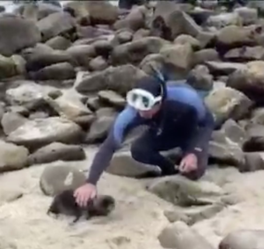 Man caught illegally petting sea lion pup in La Jolla