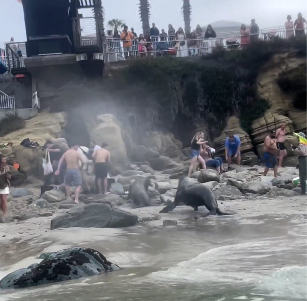 California sea lions charge toward startled beachgoers at San Diego's La  Jolla Cove