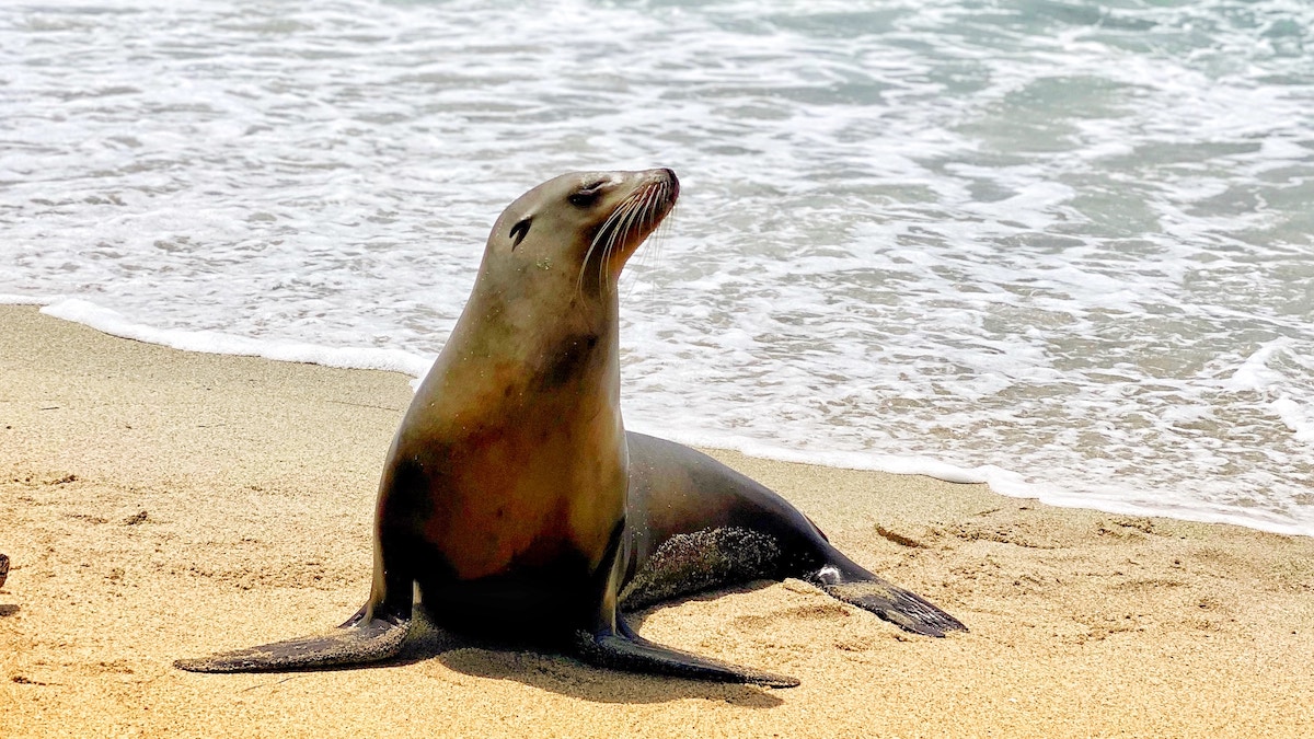 Sick sea lions washing ashore in California due to algae bloom