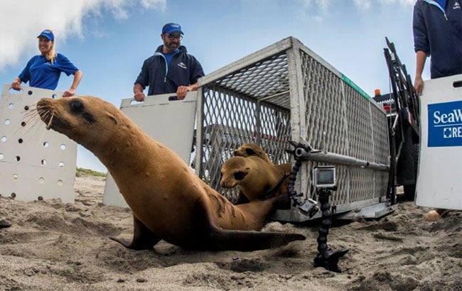 Sick Sea Lions Flood Shelters in California - WSJ