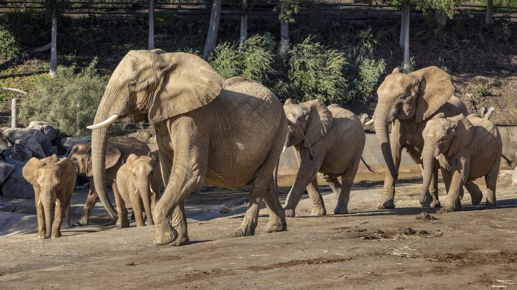 https://lajolla.com/wp-content/uploads/2023/08/elephant-valley-overhaul-san-diego-zoo-safari-park-1024x576.jpg