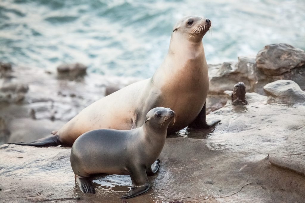 Boomer, Point La Jolla Beaches To Close Year-Round For Sea Lions