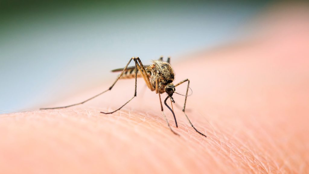 West Nile Virus San Diego Local Mosquitoes Tested Positive at This