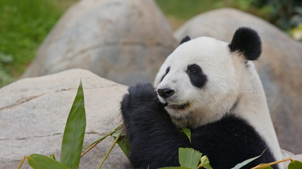 What Ever Happened to the San Diego Zoo Pandas? - LaJolla.com