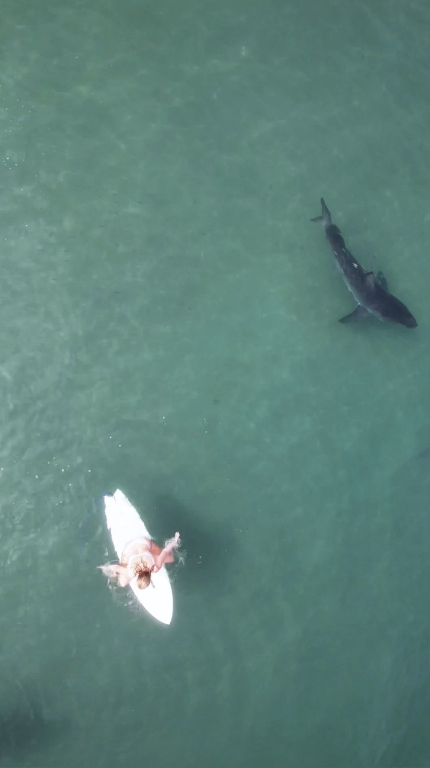 Drone Footage Captures Great White Shark Speeding Toward Surfer In San Diego 