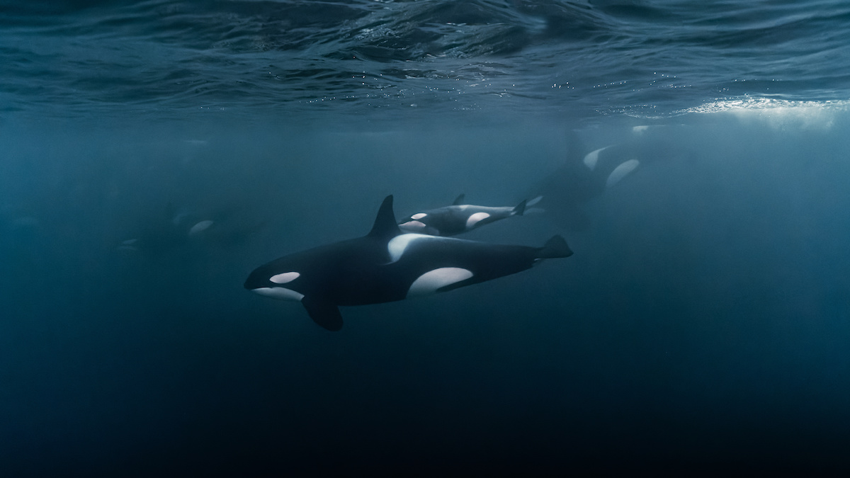 Is the Pod of Killer Whales in La Jolla Waters Here to Stay?