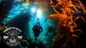 Scuba Charter to Catalina Island Brought to You By Odyssea Diving in San Diego